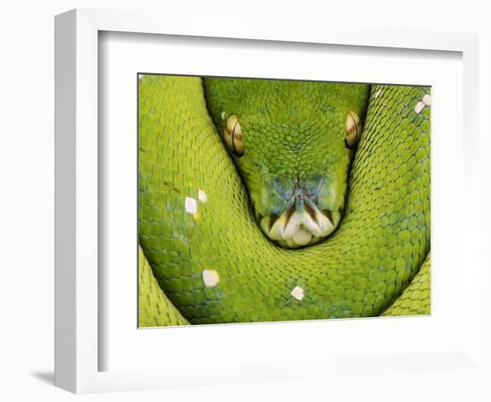 Green Tree Python-Martin Harvey-Framed Photographic Print