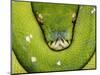 Green Tree Python-Martin Harvey-Mounted Photographic Print