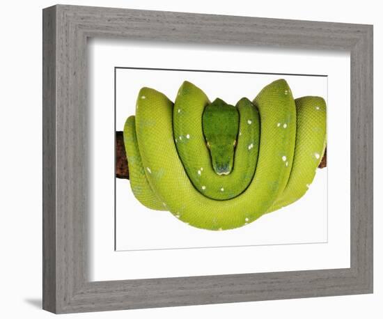 Green Tree Python-Martin Harvey-Framed Photographic Print