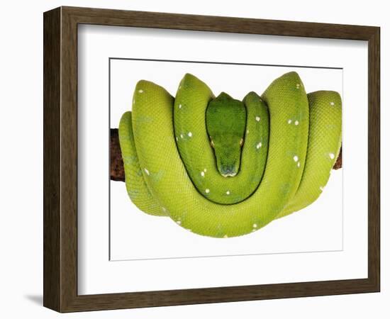 Green Tree Python-Martin Harvey-Framed Photographic Print