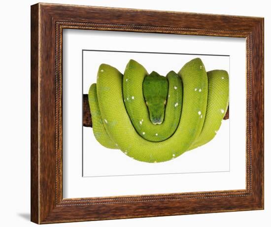 Green Tree Python-Martin Harvey-Framed Photographic Print