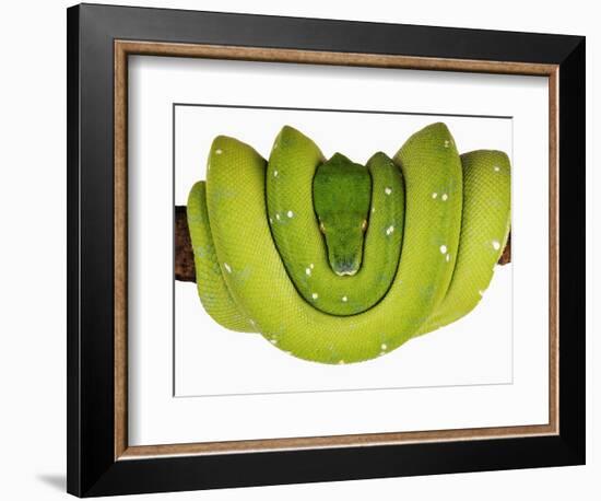 Green Tree Python-Martin Harvey-Framed Photographic Print