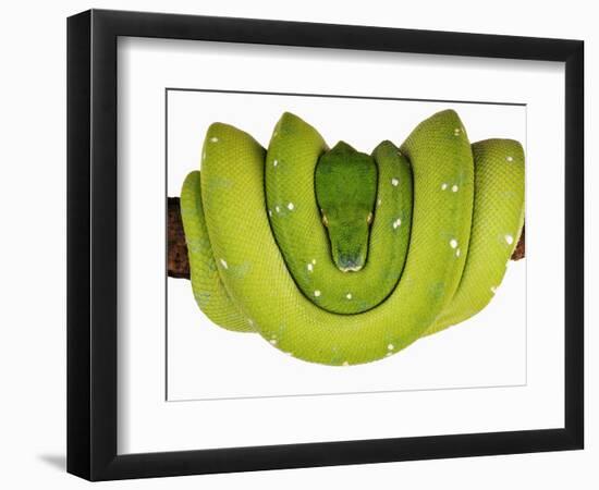 Green Tree Python-Martin Harvey-Framed Photographic Print