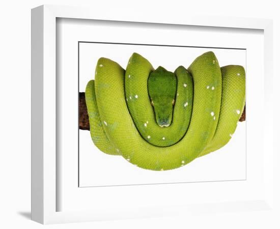 Green Tree Python-Martin Harvey-Framed Photographic Print