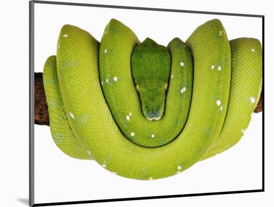 Green Tree Python-Martin Harvey-Mounted Photographic Print