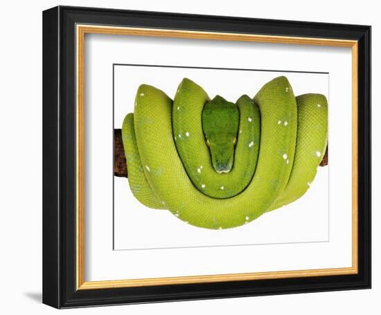 Green Tree Python-Martin Harvey-Framed Photographic Print