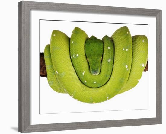 Green Tree Python-Martin Harvey-Framed Photographic Print