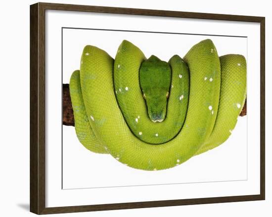 Green Tree Python-Martin Harvey-Framed Photographic Print