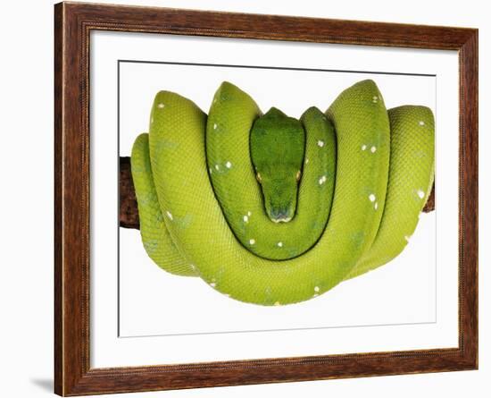 Green Tree Python-Martin Harvey-Framed Photographic Print
