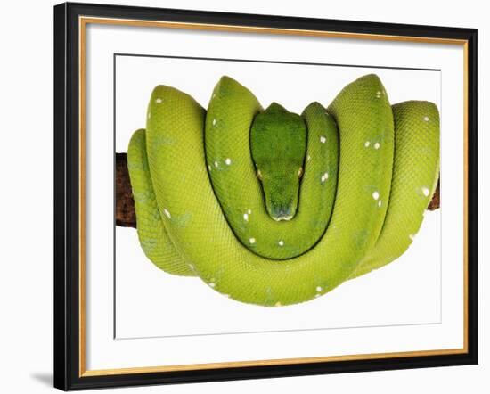 Green Tree Python-Martin Harvey-Framed Photographic Print