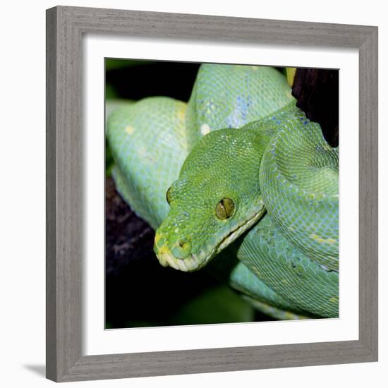 Green Tree Python-null-Framed Photographic Print