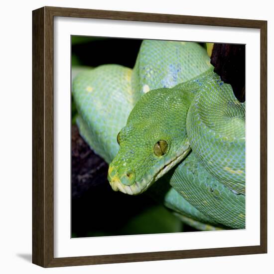 Green Tree Python-null-Framed Photographic Print