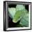 Green Tree Python-null-Framed Photographic Print