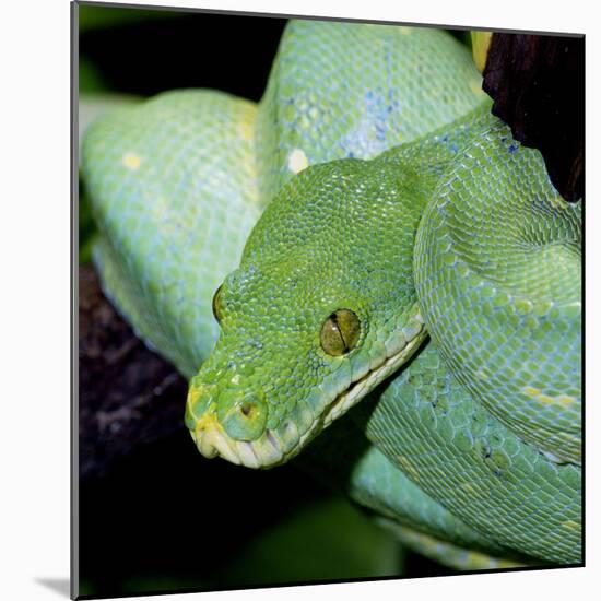 Green Tree Python-null-Mounted Photographic Print