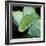 Green Tree Python-null-Framed Photographic Print