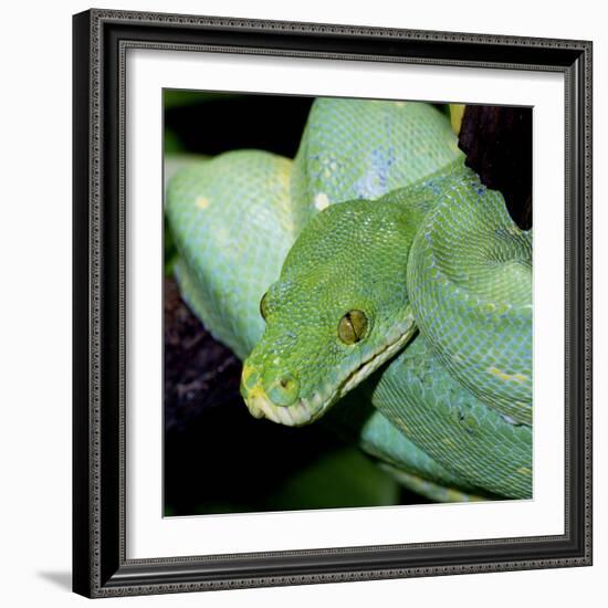 Green Tree Python-null-Framed Photographic Print