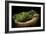 Green Trees View from the inside of the Cave-mazzzur-Framed Photographic Print