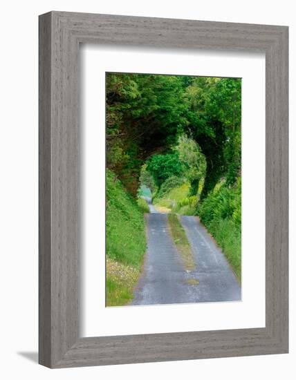 Green Trees wrap this back road in lush foliage, County Mayo, Ireland.-Betty Sederquist-Framed Photographic Print