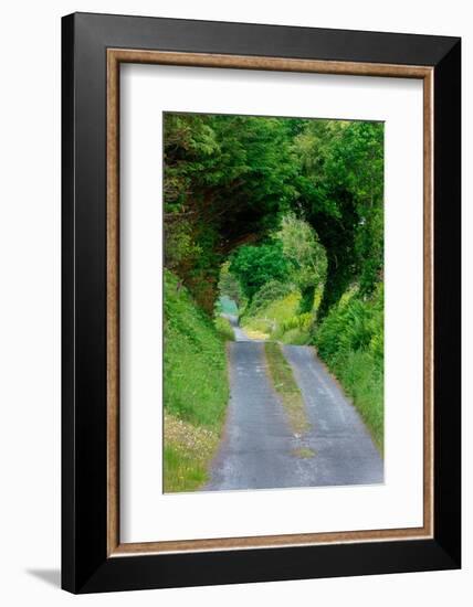 Green Trees wrap this back road in lush foliage, County Mayo, Ireland.-Betty Sederquist-Framed Photographic Print