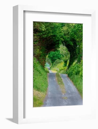 Green Trees wrap this back road in lush foliage, County Mayo, Ireland.-Betty Sederquist-Framed Photographic Print