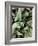 Green Tropical Background, Plant Leaves, Textures.-Ekaterina Mesilova-Framed Photographic Print