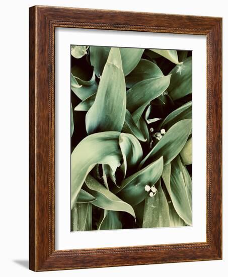 Green Tropical Background, Plant Leaves, Textures.-Ekaterina Mesilova-Framed Photographic Print