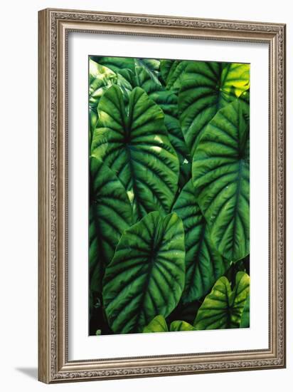 Green Tropical Leaves-Darrell Gulin-Framed Giclee Print