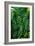 Green Tropical Leaves-Darrell Gulin-Framed Giclee Print