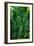 Green Tropical Leaves-Darrell Gulin-Framed Giclee Print