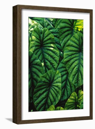 Green Tropical Leaves-Darrell Gulin-Framed Giclee Print