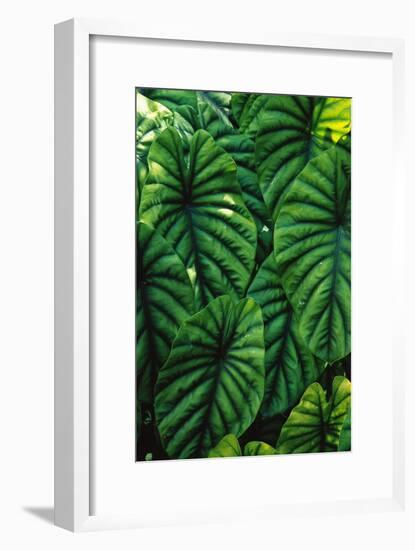 Green Tropical Leaves-Darrell Gulin-Framed Giclee Print