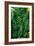 Green Tropical Leaves-Darrell Gulin-Framed Giclee Print