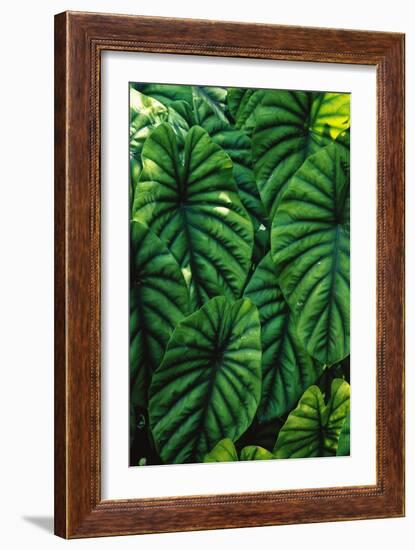 Green Tropical Leaves-Darrell Gulin-Framed Giclee Print