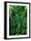 Green Tropical Leaves-Darrell Gulin-Framed Giclee Print