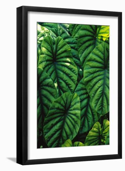 Green Tropical Leaves-Darrell Gulin-Framed Giclee Print