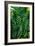 Green Tropical Leaves-Darrell Gulin-Framed Giclee Print