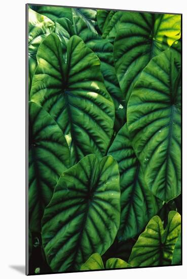 Green Tropical Leaves-Darrell Gulin-Mounted Giclee Print