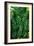 Green Tropical Leaves-Darrell Gulin-Framed Giclee Print