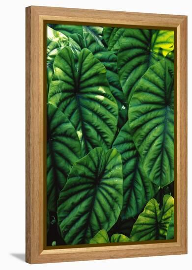 Green Tropical Leaves-Darrell Gulin-Framed Premier Image Canvas