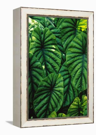 Green Tropical Leaves-Darrell Gulin-Framed Premier Image Canvas