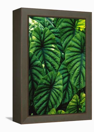 Green Tropical Leaves-Darrell Gulin-Framed Premier Image Canvas