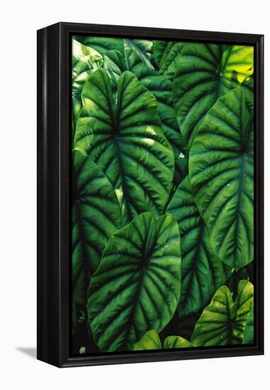 Green Tropical Leaves-Darrell Gulin-Framed Premier Image Canvas