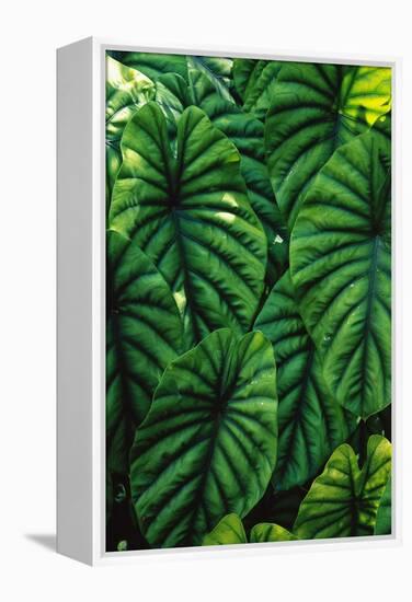 Green Tropical Leaves-Darrell Gulin-Framed Premier Image Canvas