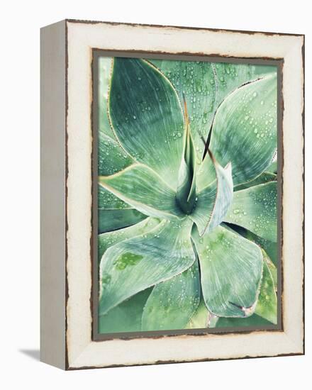 Green Tropical Succulent I-Irena Orlov-Framed Premier Image Canvas