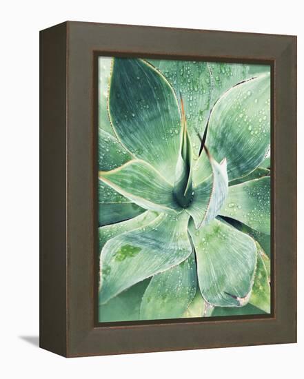 Green Tropical Succulent I-Irena Orlov-Framed Premier Image Canvas