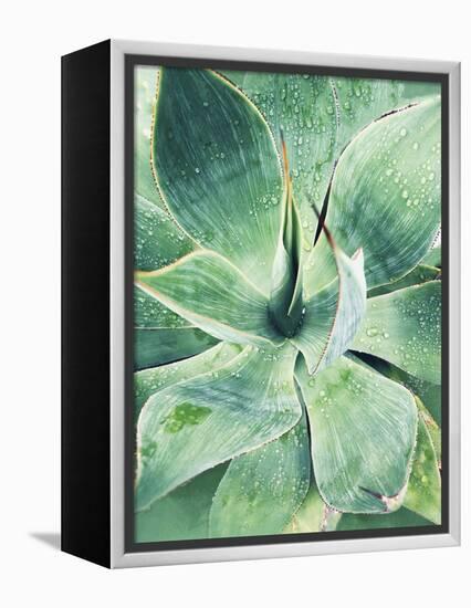Green Tropical Succulent I-Irena Orlov-Framed Premier Image Canvas