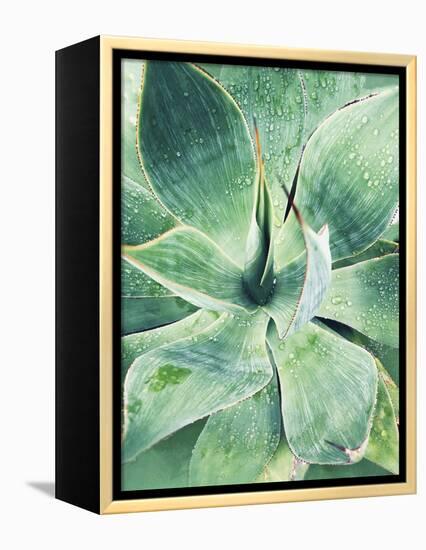 Green Tropical Succulent I-Irena Orlov-Framed Premier Image Canvas