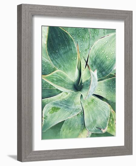 Green Tropical Succulent I-Irena Orlov-Framed Photographic Print