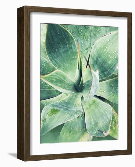 Green Tropical Succulent I-Irena Orlov-Framed Photographic Print