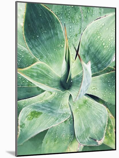 Green Tropical Succulent I-Irena Orlov-Mounted Photographic Print